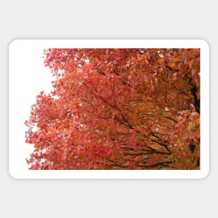 Autumn fall red trees leaves thanksgiving Magnet